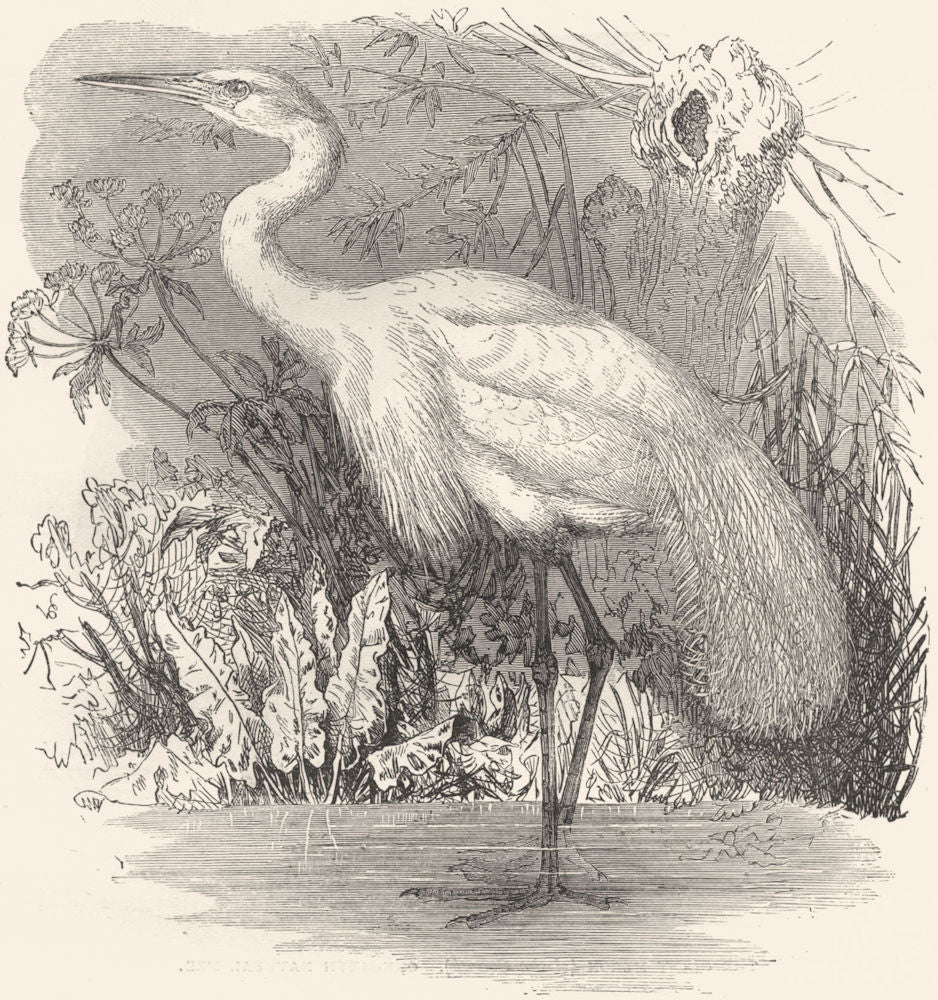 BIRDS. Stilt-Walker. Heron. Great White c1870 old antique print picture